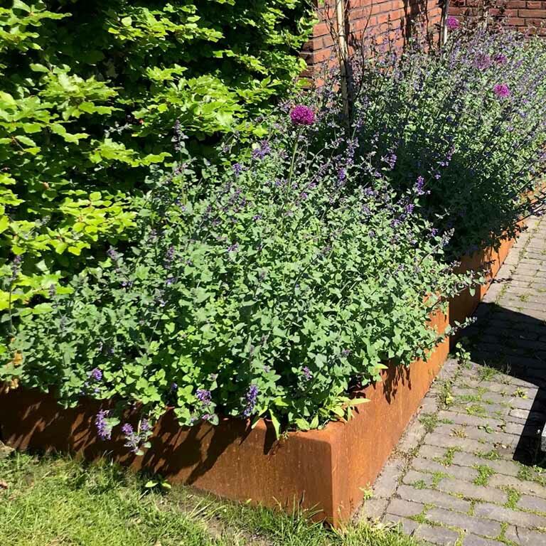 Corten steel retaining wall straight 100 cm (height 50 cm)