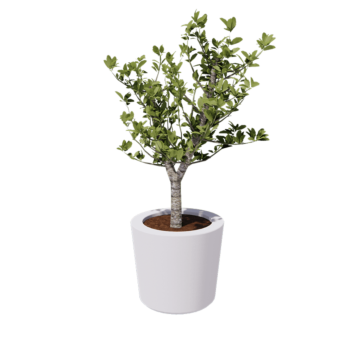 Fibreglass planter - Cone - Ø 63 x 52 cm - RAL9010 matt (white) - With bottom