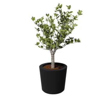 Fibreglass planter - Cone - Ø 63 x 52 cm - RAL7021 matt (black grey) - With bottom