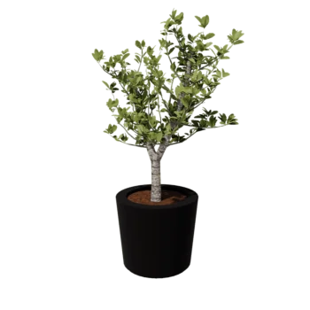 Fibreglass planter - Cone - Ø 63 x 52 cm - RAL9005 matt (black) - With bottom