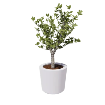 Fibreglass planter - Cone - Ø 63 x 52 cm - RAL9010 matt (white) - With bottom